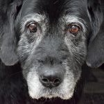 Canine Alzheimer: syndrome de dysfonctionnement cognitif