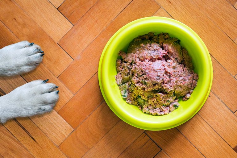 Compléments nutritionnels maison pour chiens