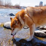 Leptospirose canine - Symptômes, diagnostic et traitement