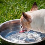 Mon chien boit beaucoup d'eau, est-il malade?
