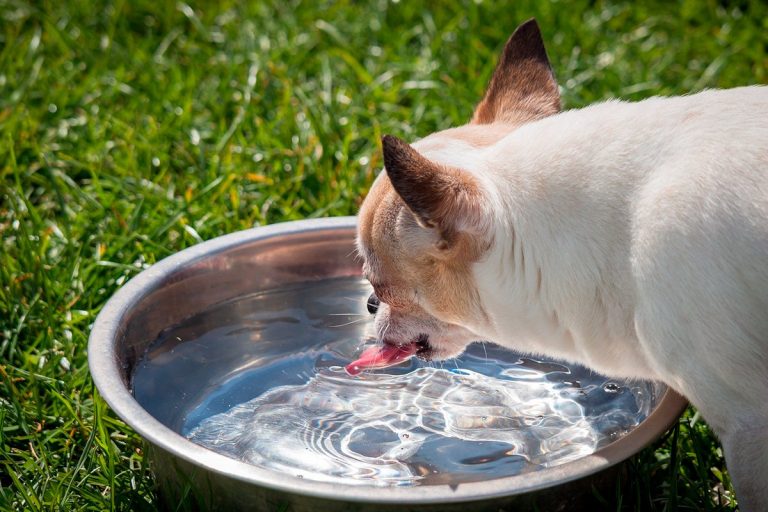 Mon chien boit beaucoup d'eau, est-il malade?