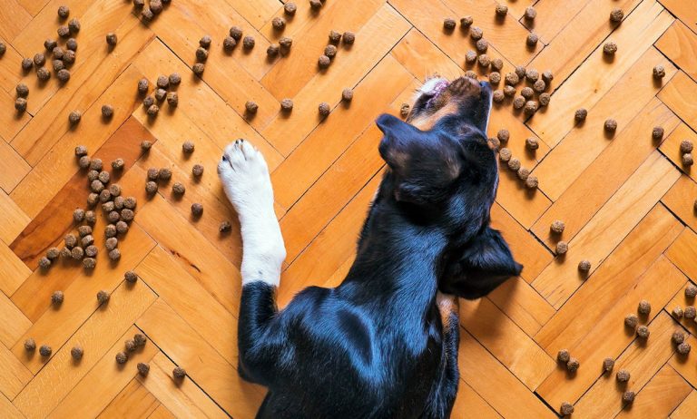 Aliments pour chiens atteints de pancréatite