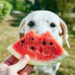 Quel genre de fruits les chiens peuvent-ils manger?