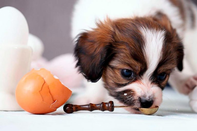 Oeufs dans la nourriture pour chiens – Avantages et quantités