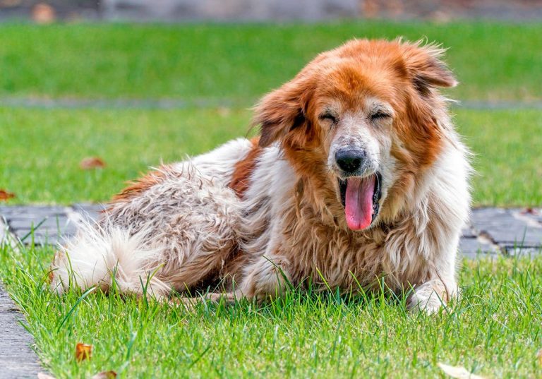 Mon chien vomit – causes et comment agir