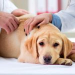 Arthrite canine - Symptômes, diagnostic et traitement