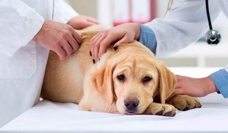 Arthrite canine – Symptômes, diagnostic et traitement