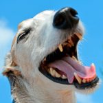 Gingivite chez les chiens - Qu'est-ce que c'est, symptômes et traitement