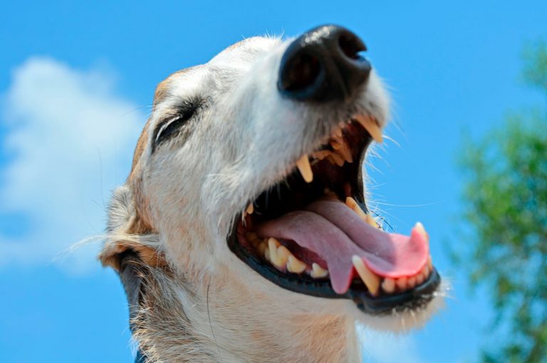 Gingivite chez les chiens – Qu'est-ce que c'est, symptômes et traitement