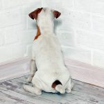 Head Pressing in Dogs - Qu'est-ce que c'est et comment agir?