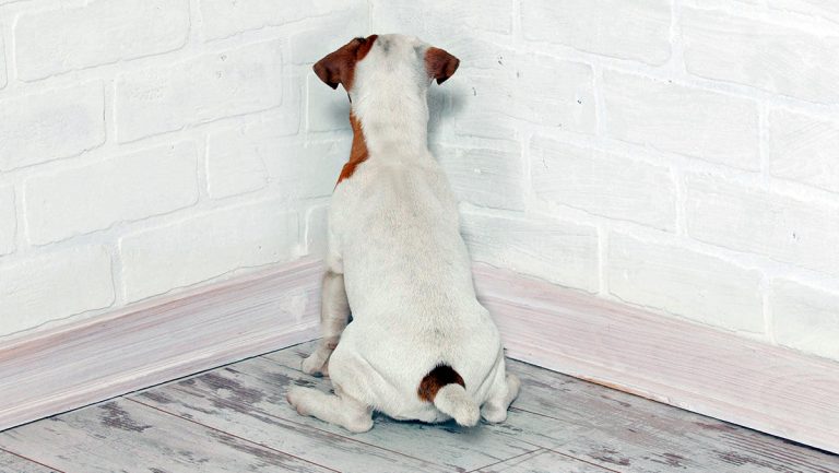 Head Pressing in Dogs – Qu'est-ce que c'est et comment agir?