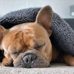 Pneumonie canine - Symptômes, diagnostic et traitement