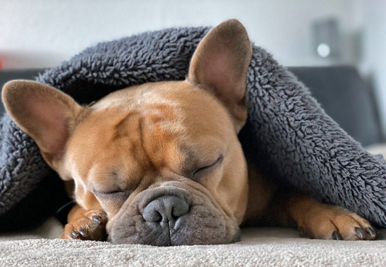 Pneumonie canine – Symptômes, diagnostic et traitement