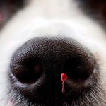 Comment soigner une blessure au nez d'un chien