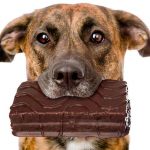 Que faire si un chien mange du chocolat