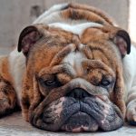 Syndrome de Cushing canin - Diagnostic et traitement