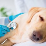 Hyperthyroïdie canine - Diagnostic et traitement