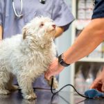 Méningite chez les chiens - symptômes, types, diagnostic et traitement
