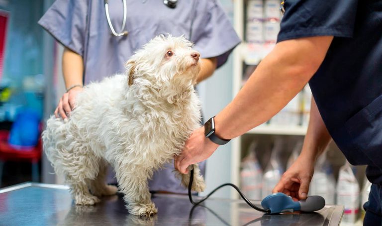 Méningite chez les chiens – symptômes, types, diagnostic et traitement