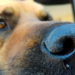 Babésiose canine - Symptômes, contagion et traitement