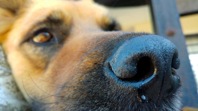 Babésiose canine – Symptômes, contagion et traitement