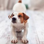 Pourquoi les chiens s'étirent-ils? Sens