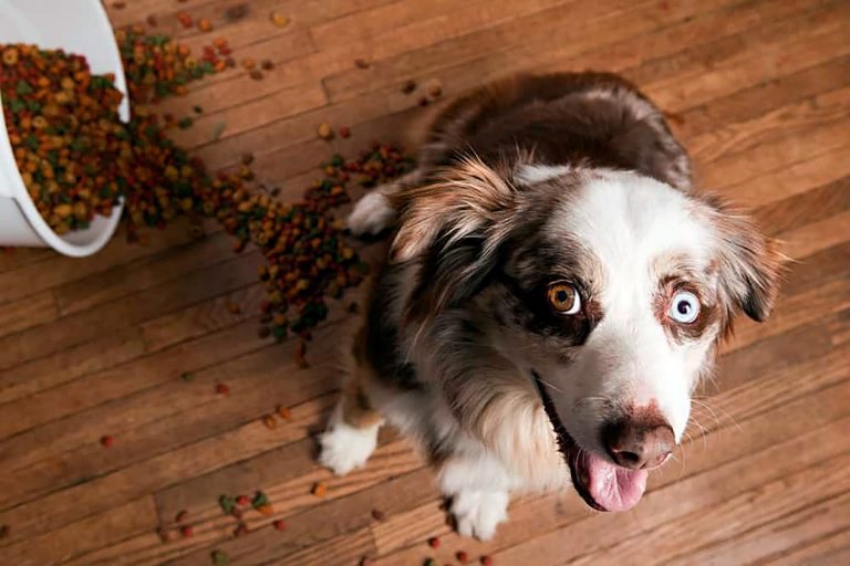 Comment conserver la nourriture pour chien