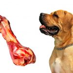 Mon chien peut-il manger du jambon?