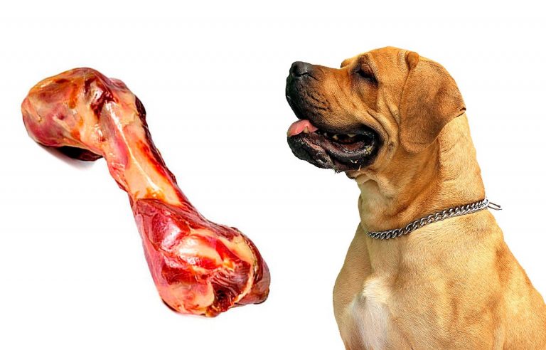 Mon chien peut-il manger du jambon?