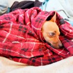 Rhume chez les chiens - symptômes et traitement