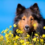 Allergie au pollen chez les chiens - Symptômes et traitement