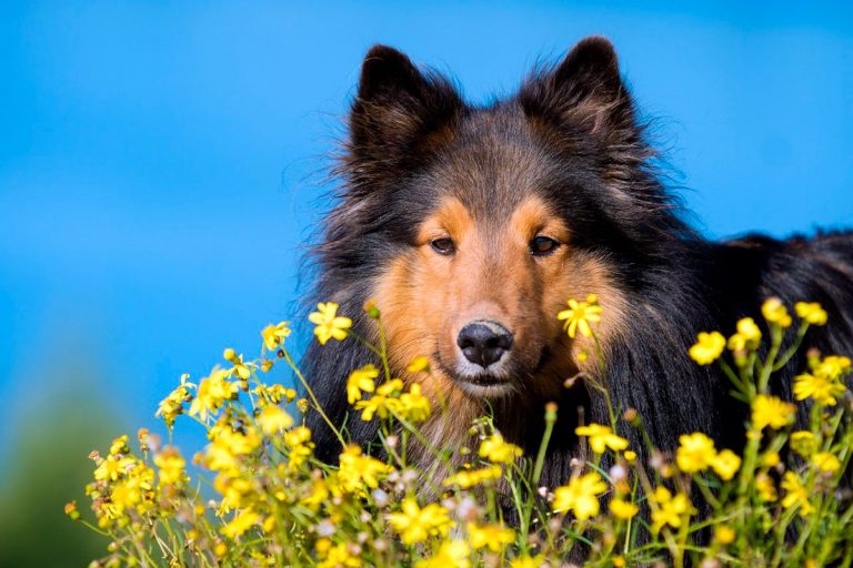 Allergie au pollen chez les chiens – Symptômes et traitement
