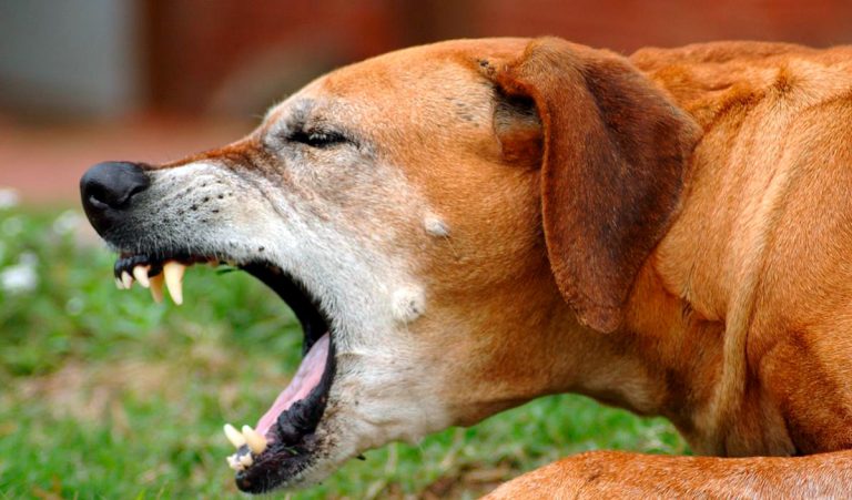 Mon chien a une toux – Causes et traitements