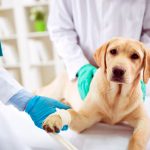 Chimiothérapie chez les chiens