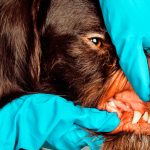 Pharyngite canine - Symptômes et traitement