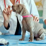 Anémie hémolytique chez les chiens - Diagnostic et traitement