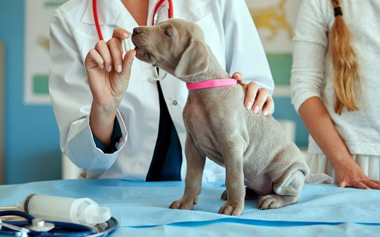 Anémie hémolytique chez les chiens – Diagnostic et traitement