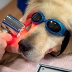 Options thérapeutiques pour traiter le cancer chez les chiens