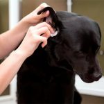 Comment nettoyer les oreilles d'un chien