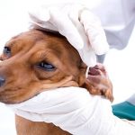Otite externe canine - symptômes et traitement