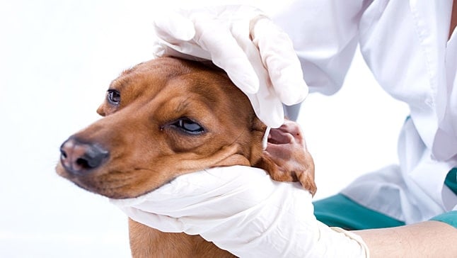 Otite externe canine – symptômes et traitement
