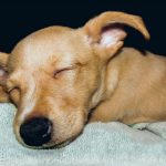 De quoi rêvent les chiens lorsqu'ils dorment?