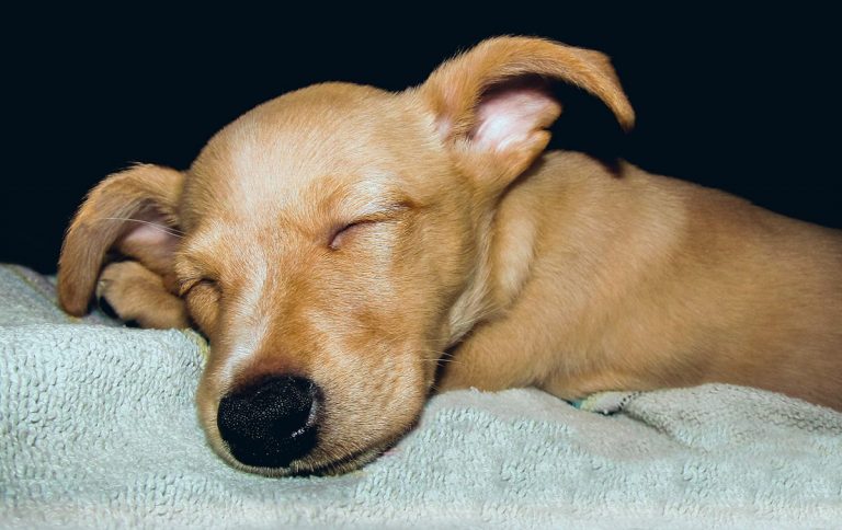De quoi rêvent les chiens lorsqu'ils dorment?