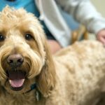 Cardiomyopathie dilatée chez le chien, symptômes et traitement