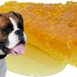Avantages du miel chez les chiens et comment l'utiliser