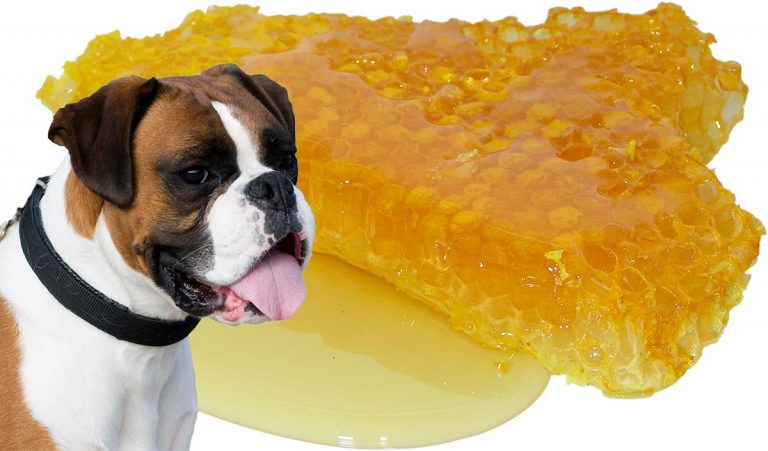 Avantages du miel chez les chiens et comment l'utiliser