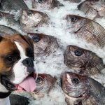 Les chiens peuvent-ils manger du poisson?