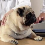 Hépatite chez les chiens - Diagnostic, symptômes et traitement