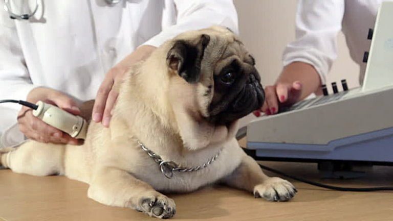 Hépatite chez les chiens – Diagnostic, symptômes et traitement