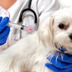 Vaccins pour chiens Sont-ils obligatoires, quand les obtenir?